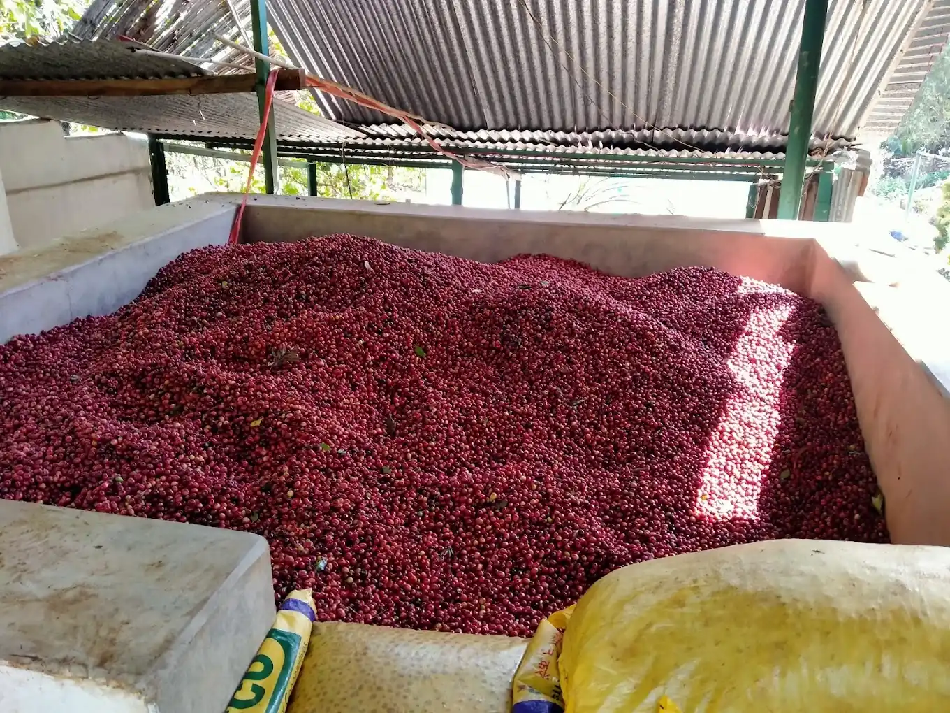 Koraput Arabica Honey Sun-Dried Green Coffee
