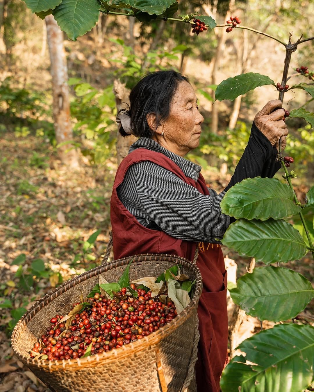 Halflong Arabica Washed Green Coffee