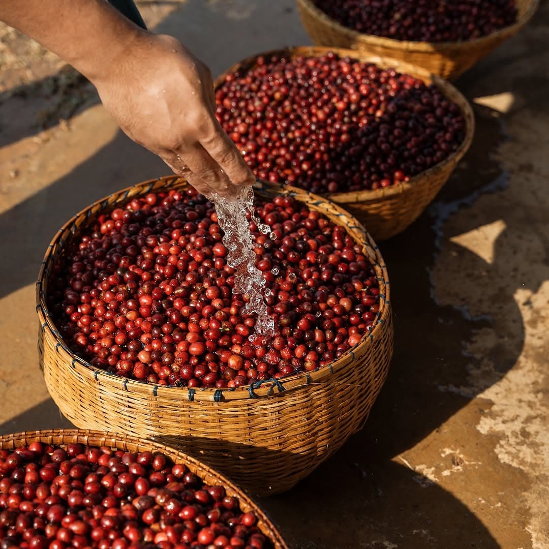 Halflong Arabica Honey Sun-Dried Green Coffee